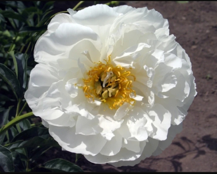 Мисс Америка